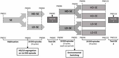 Environmental Enrichment During Adulthood Reduces Sucrose Binge-Like Intake in a High Drinking in the Dark Phenotype (HD) in C57BL/6J Mice